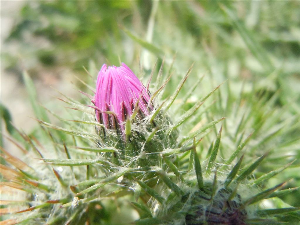 Galactites tomentosus